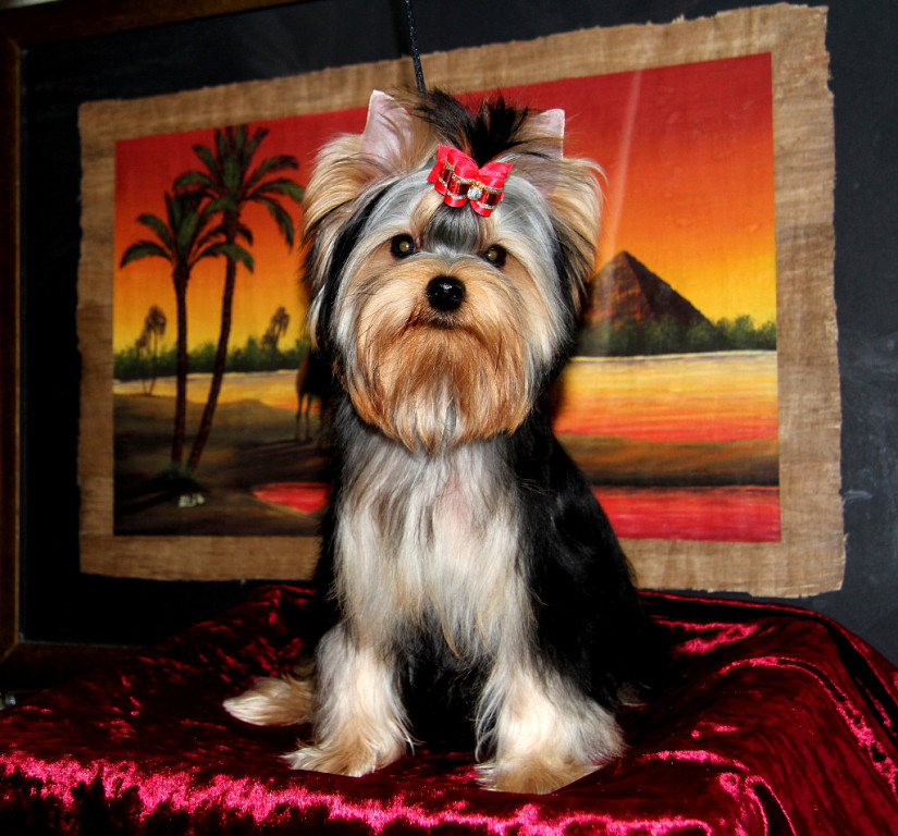 AMORE BRAVO ELIZAVETA &mdash; Labaza DogPedigree YorkshireTerrier